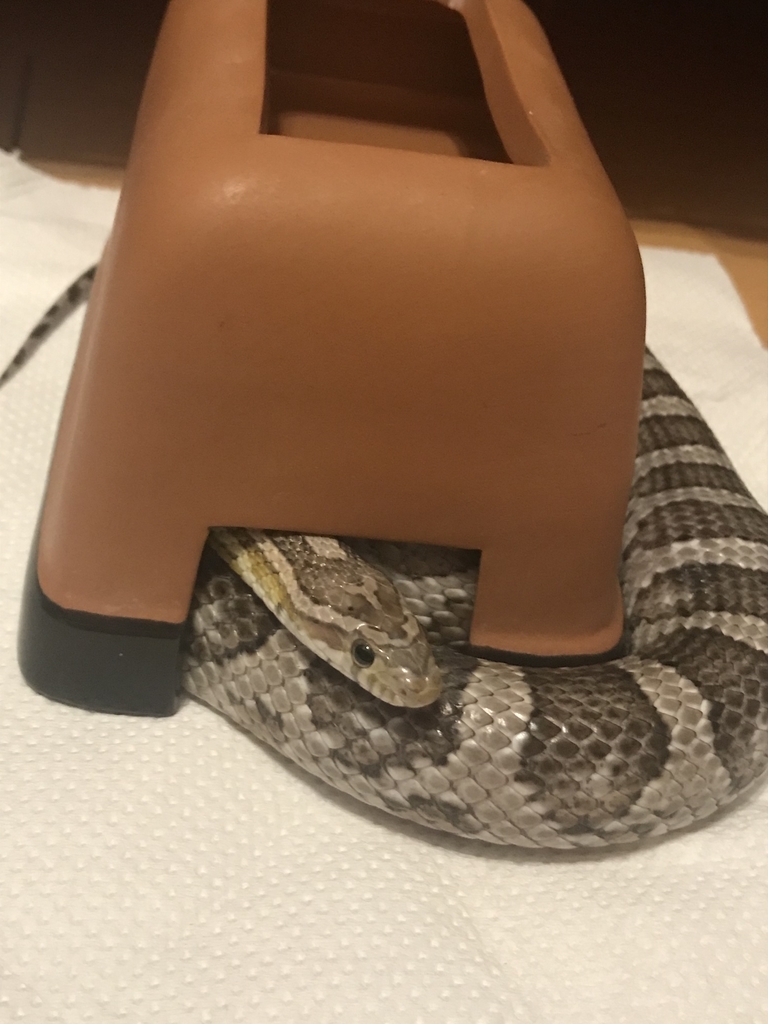 f:id:hebilist:20190203124301j:plain f:id:hebilist:20190203124301j:plain