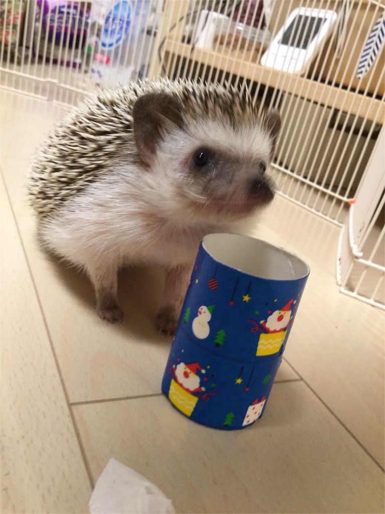 f:id:hedgehog_chacha:20161126181212j:image f:id:hedgehog_chacha:20161126181212j:image