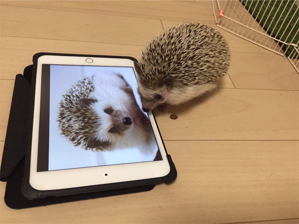 f:id:hedgehog_chacha:20161126181329j:image f:id:hedgehog_chacha:20161126181329j:image