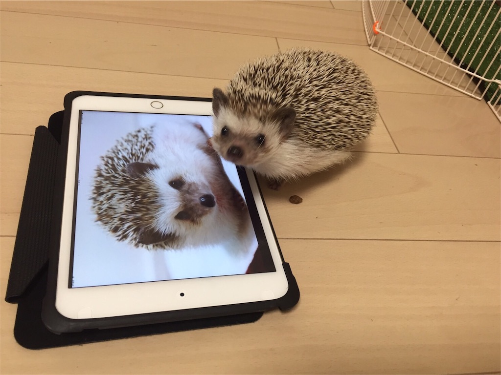f:id:hedgehog_chacha:20161126181341j:image f:id:hedgehog_chacha:20161126181341j:image