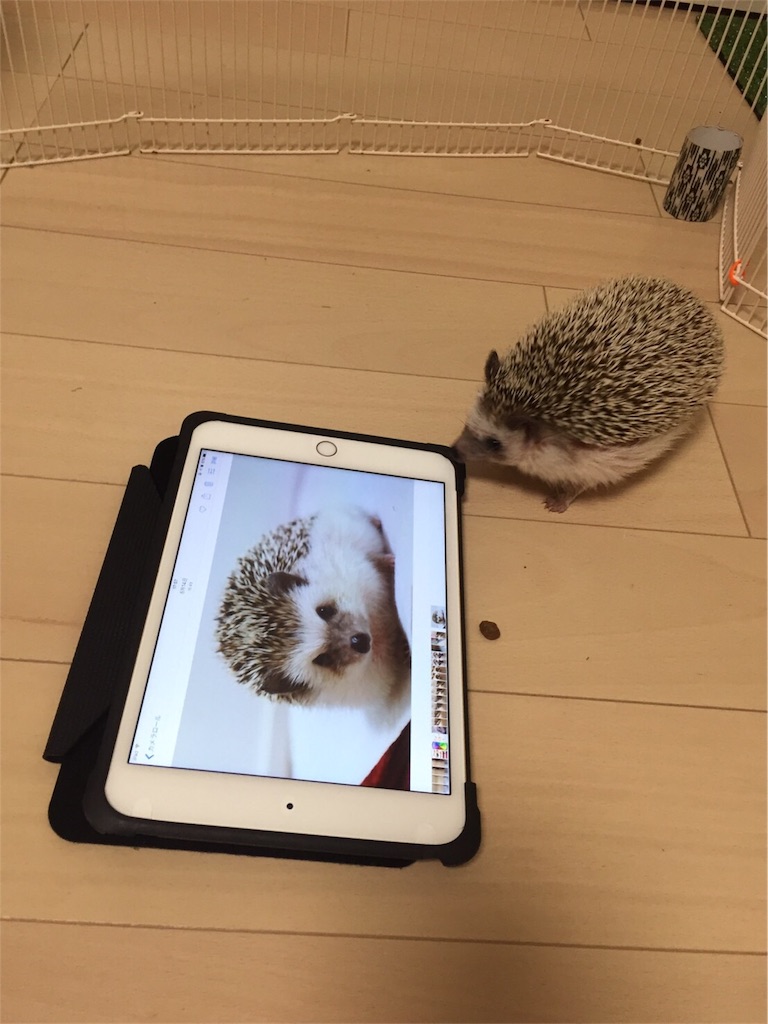 f:id:hedgehog_chacha:20161126181356j:image f:id:hedgehog_chacha:20161126181356j:image