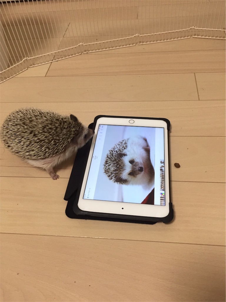 f:id:hedgehog_chacha:20161126181406j:image f:id:hedgehog_chacha:20161126181406j:image