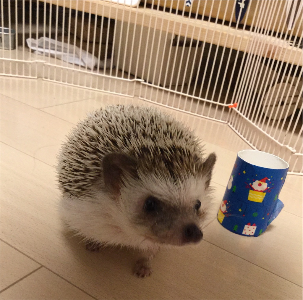 f:id:hedgehog_chacha:20161126183736j:image f:id:hedgehog_chacha:20161126183736j:image