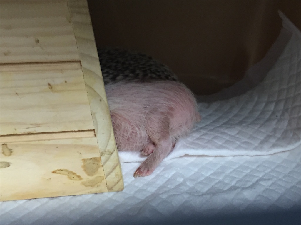 f:id:hedgehog_chacha:20170121214459j:image f:id:hedgehog_chacha:20170121214459j:image
