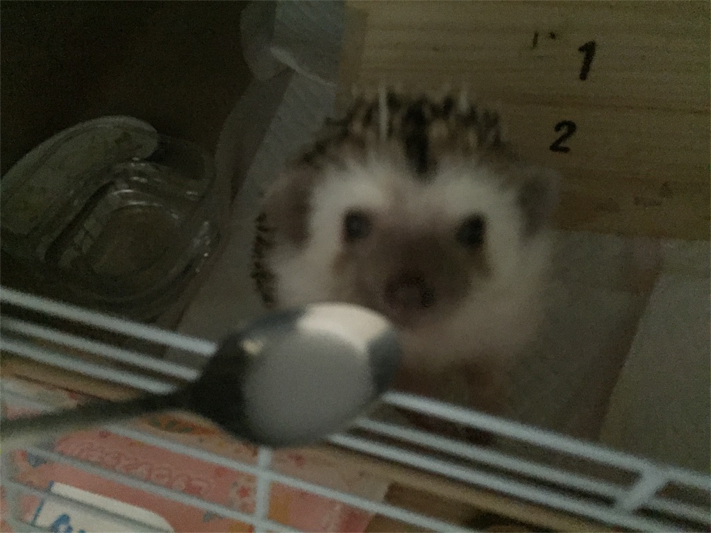 f:id:hedgehog_chacha:20170121214729j:image f:id:hedgehog_chacha:20170121214729j:image