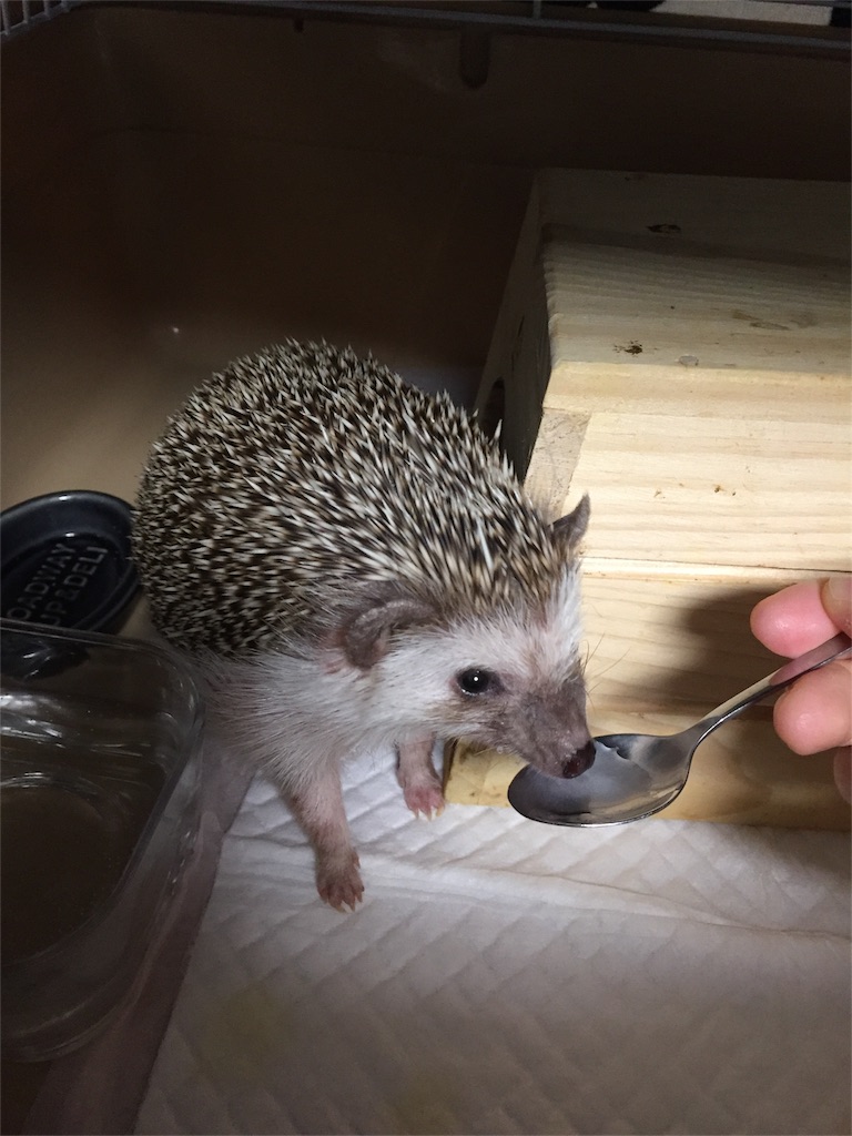 f:id:hedgehog_chacha:20170121214753j:image f:id:hedgehog_chacha:20170121214753j:image