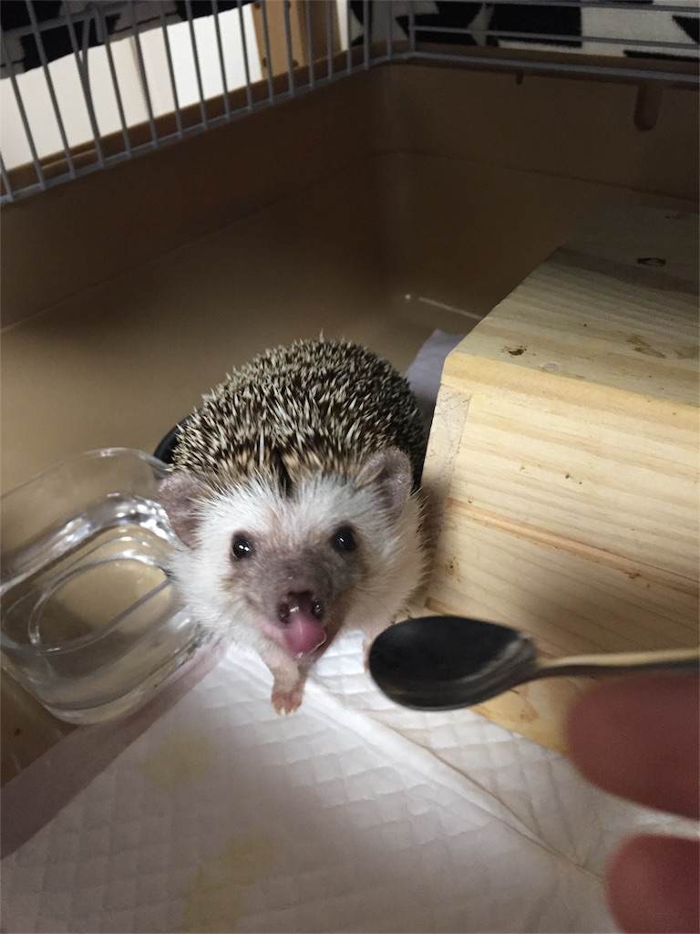 f:id:hedgehog_chacha:20170121214815j:image f:id:hedgehog_chacha:20170121214815j:image