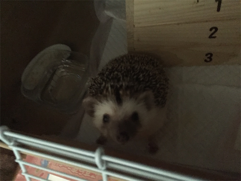 f:id:hedgehog_chacha:20170121231118j:image f:id:hedgehog_chacha:20170121231118j:image