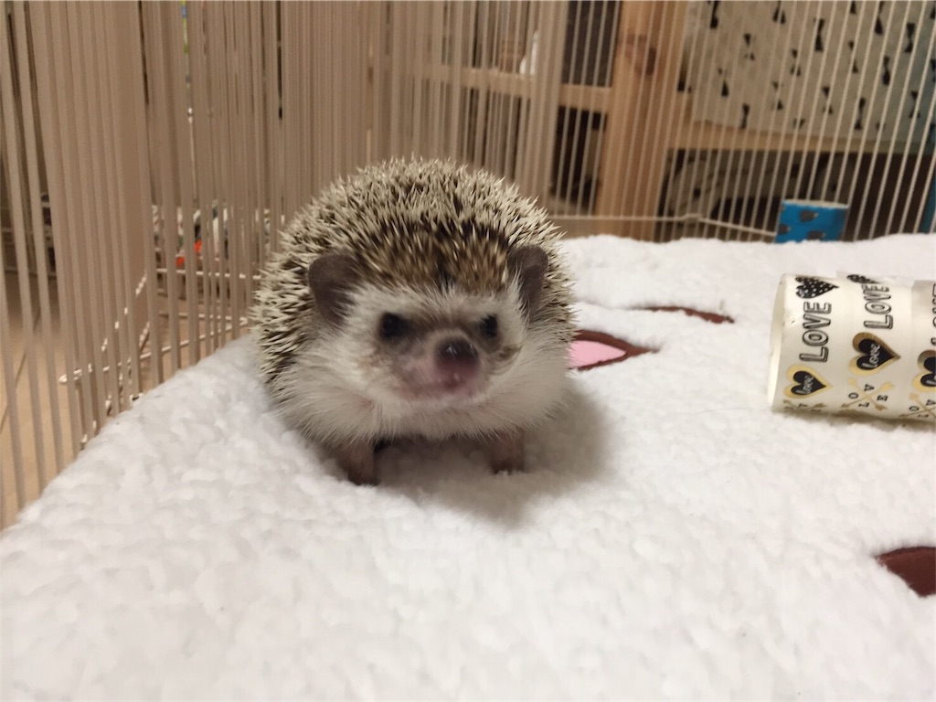f:id:hedgehog_chacha:20170125223546j:image f:id:hedgehog_chacha:20170125223546j:image