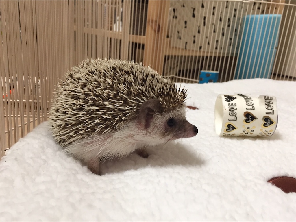 f:id:hedgehog_chacha:20170125223640j:image f:id:hedgehog_chacha:20170125223640j:image