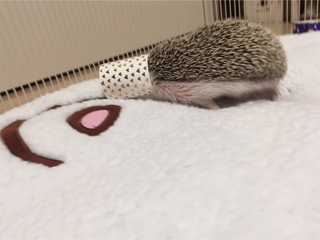 f:id:hedgehog_chacha:20170125223924j:image f:id:hedgehog_chacha:20170125223924j:image