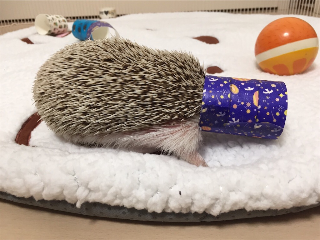 f:id:hedgehog_chacha:20170125224434j:image f:id:hedgehog_chacha:20170125224434j:image