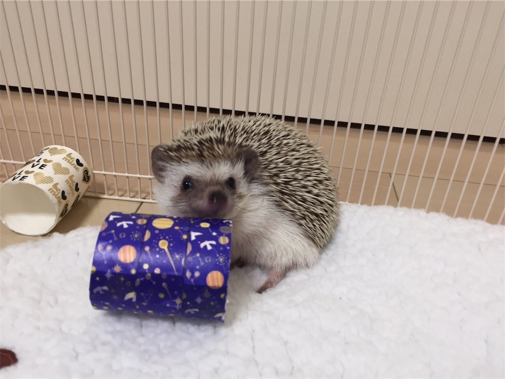 f:id:hedgehog_chacha:20170125224600j:image f:id:hedgehog_chacha:20170125224600j:image