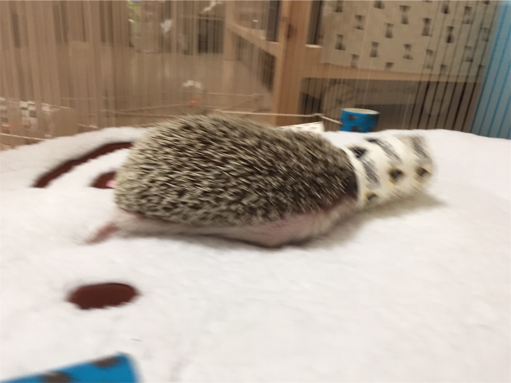 f:id:hedgehog_chacha:20170125224957j:image f:id:hedgehog_chacha:20170125224957j:image
