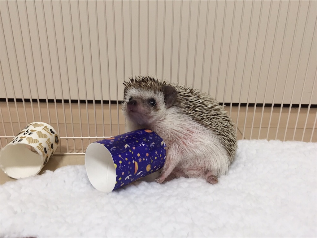 f:id:hedgehog_chacha:20170125225115j:image f:id:hedgehog_chacha:20170125225115j:image