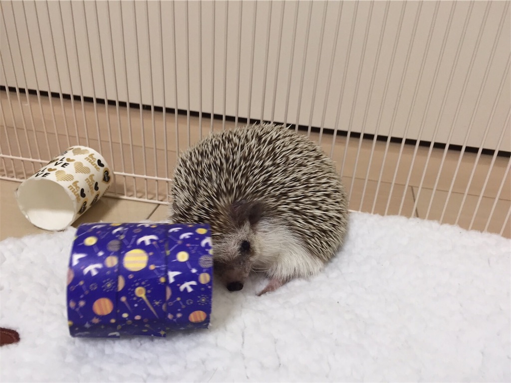 f:id:hedgehog_chacha:20170125225226j:image f:id:hedgehog_chacha:20170125225226j:image