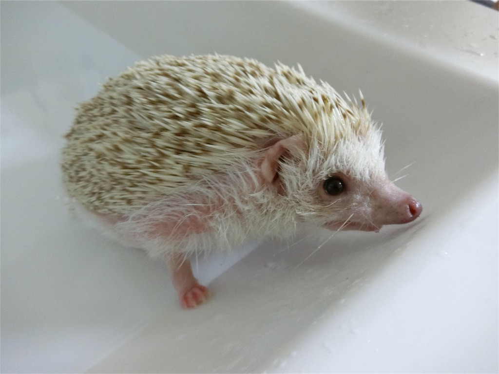 f:id:hedgehog_chacha:20170814201610j:image f:id:hedgehog_chacha:20170814201610j:image