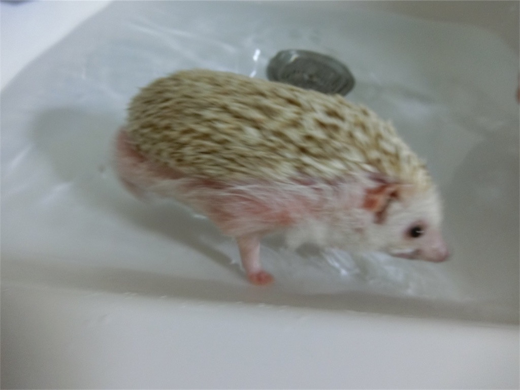 f:id:hedgehog_chacha:20170814201622j:image f:id:hedgehog_chacha:20170814201622j:image