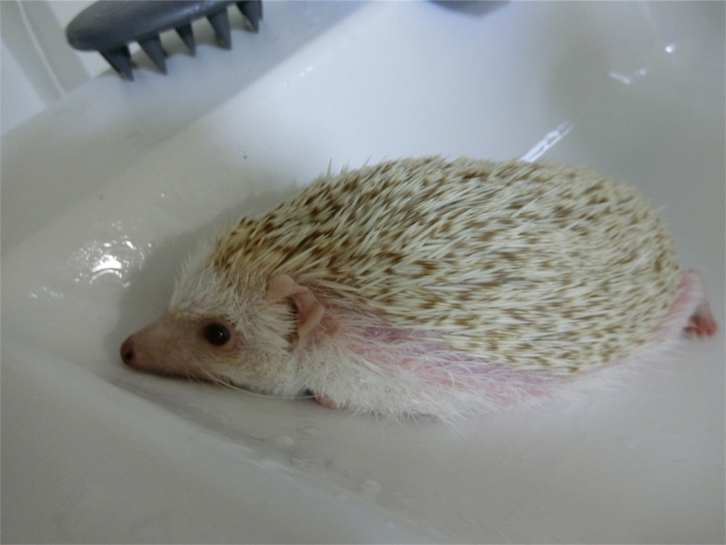f:id:hedgehog_chacha:20170814201759j:image f:id:hedgehog_chacha:20170814201759j:image