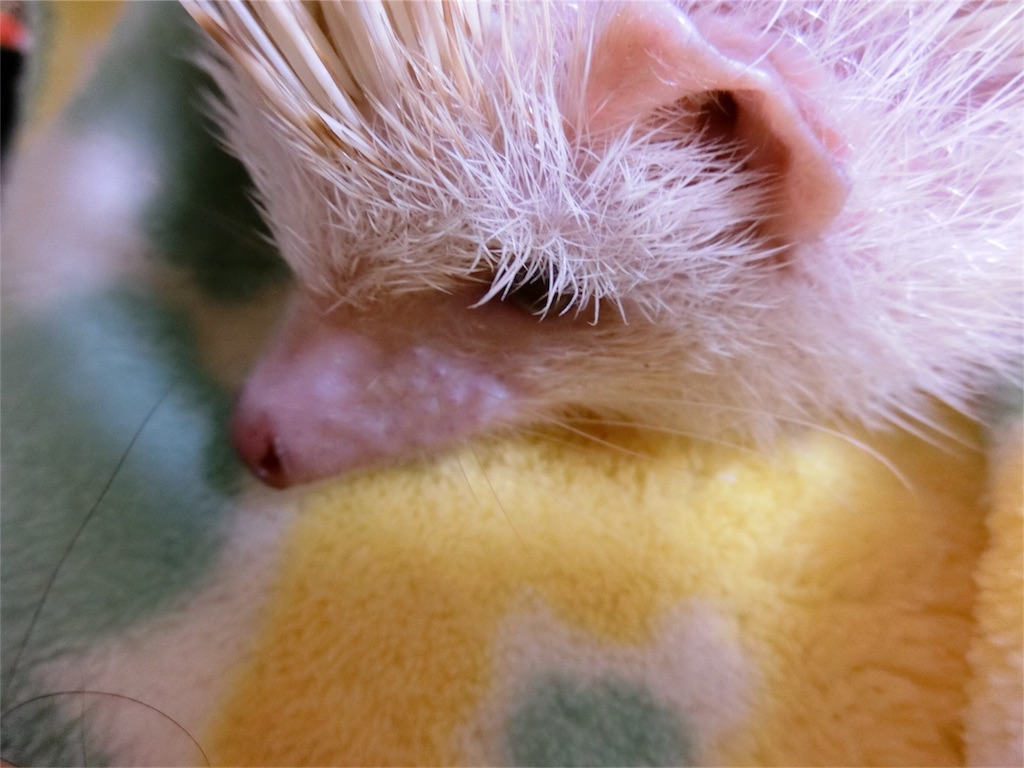 f:id:hedgehog_chacha:20170814203514j:image f:id:hedgehog_chacha:20170814203514j:image