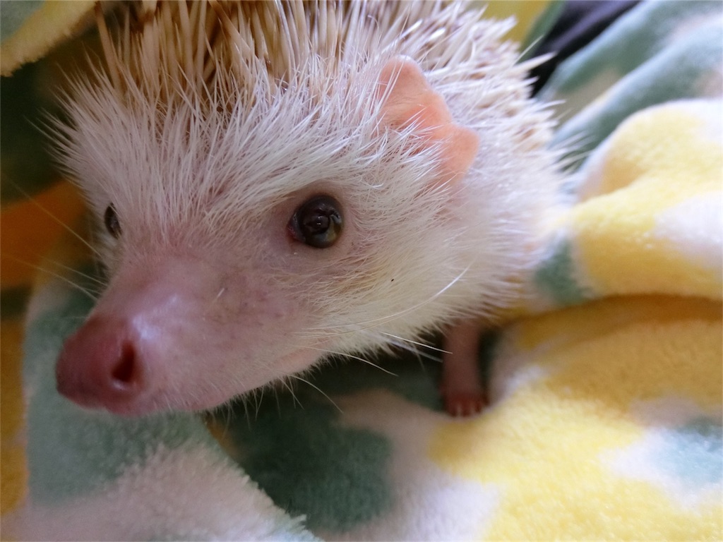 f:id:hedgehog_chacha:20170814203528j:image f:id:hedgehog_chacha:20170814203528j:image