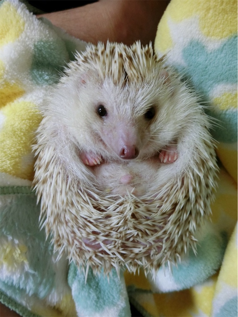 f:id:hedgehog_chacha:20170814203546j:image f:id:hedgehog_chacha:20170814203546j:image