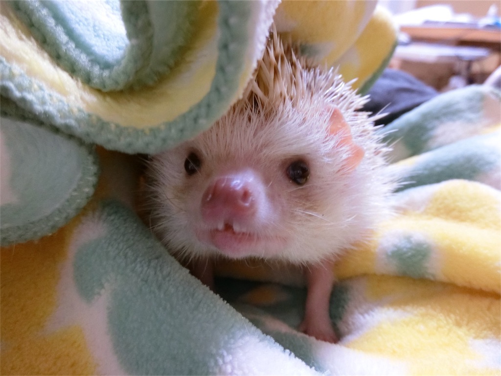 f:id:hedgehog_chacha:20170814203603j:image f:id:hedgehog_chacha:20170814203603j:image