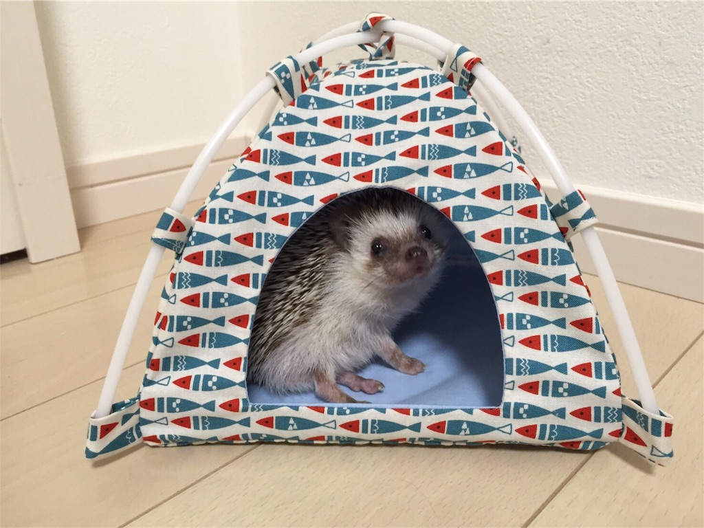 f:id:hedgehog_chacha:20170906134321j:image f:id:hedgehog_chacha:20170906134321j:image