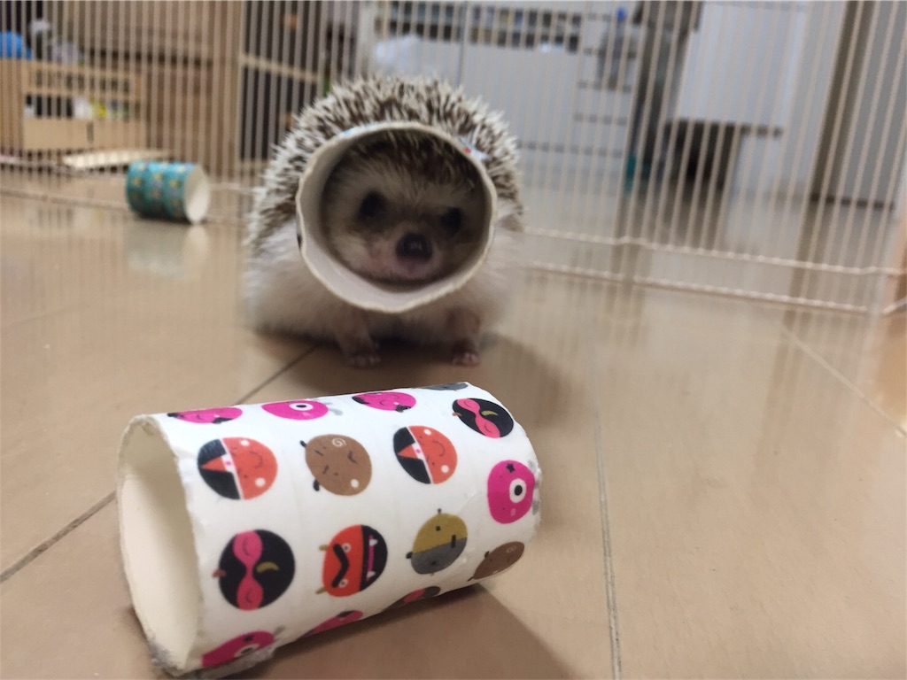 f:id:hedgehog_chacha:20170906150125j:image f:id:hedgehog_chacha:20170906150125j:image