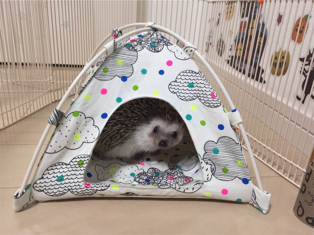 f:id:hedgehog_chacha:20170906160322j:image f:id:hedgehog_chacha:20170906160322j:image