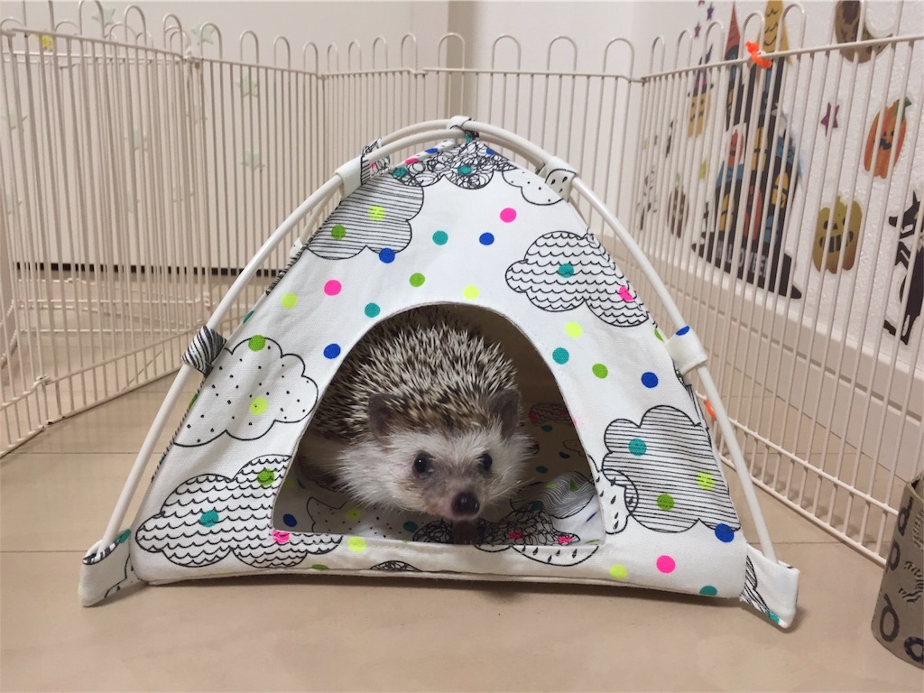 f:id:hedgehog_chacha:20170906160341j:image f:id:hedgehog_chacha:20170906160341j:image