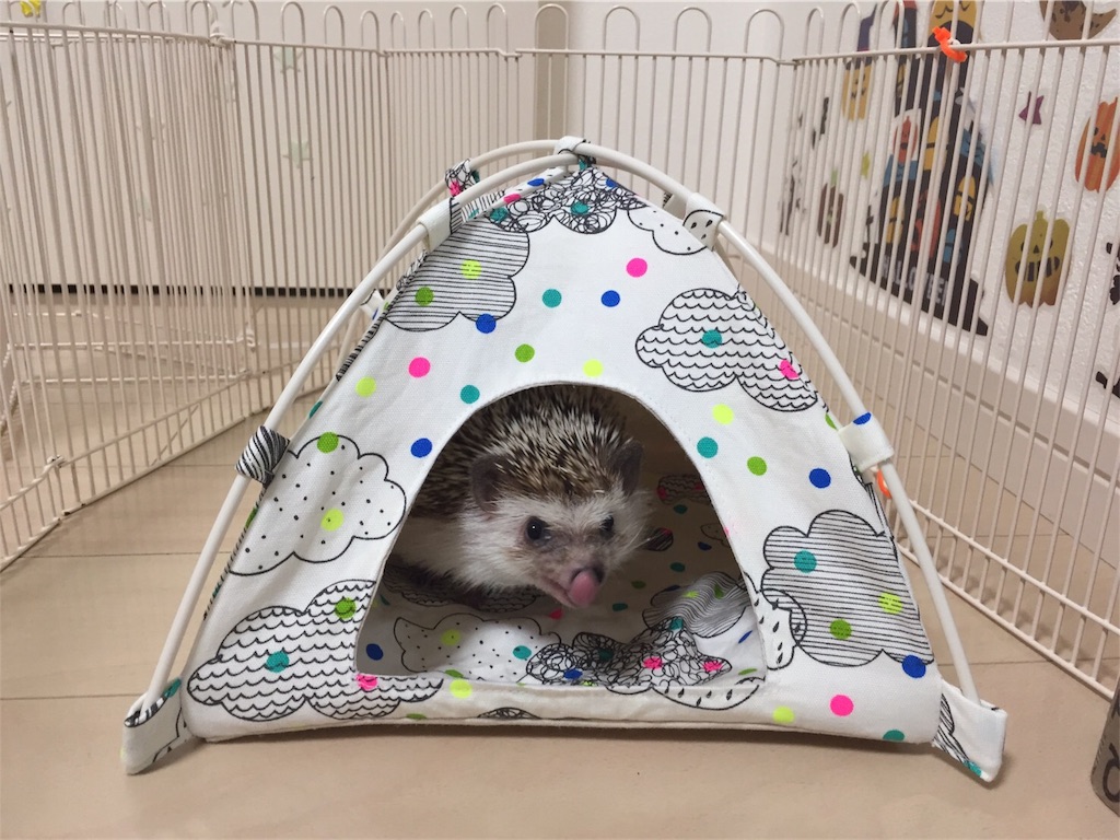 f:id:hedgehog_chacha:20170906160359j:image f:id:hedgehog_chacha:20170906160359j:image
