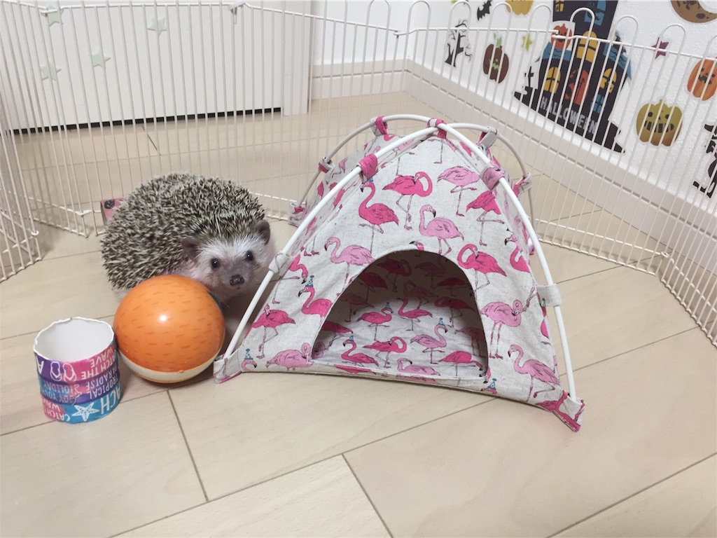 f:id:hedgehog_chacha:20170914122159j:image f:id:hedgehog_chacha:20170914122159j:image