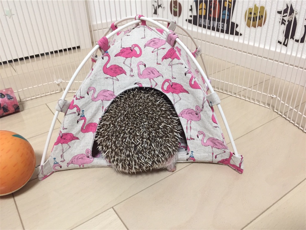 f:id:hedgehog_chacha:20170914122210j:image f:id:hedgehog_chacha:20170914122210j:image
