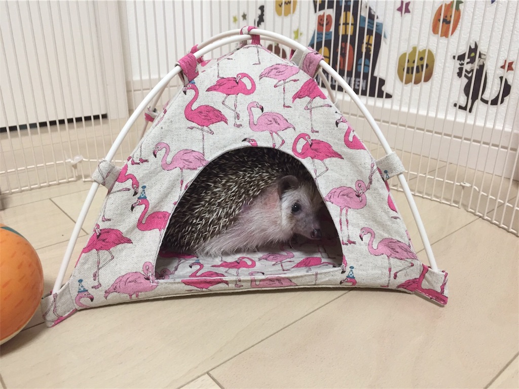 f:id:hedgehog_chacha:20170914122231j:image f:id:hedgehog_chacha:20170914122231j:image