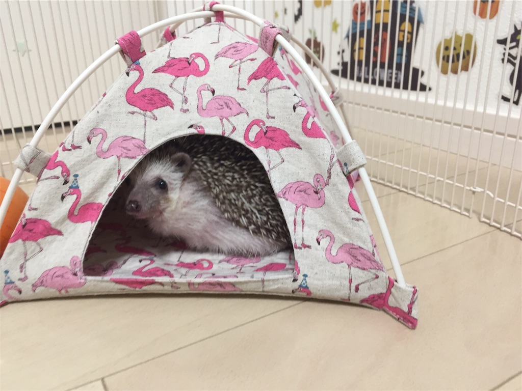 f:id:hedgehog_chacha:20170914122242j:image f:id:hedgehog_chacha:20170914122242j:image