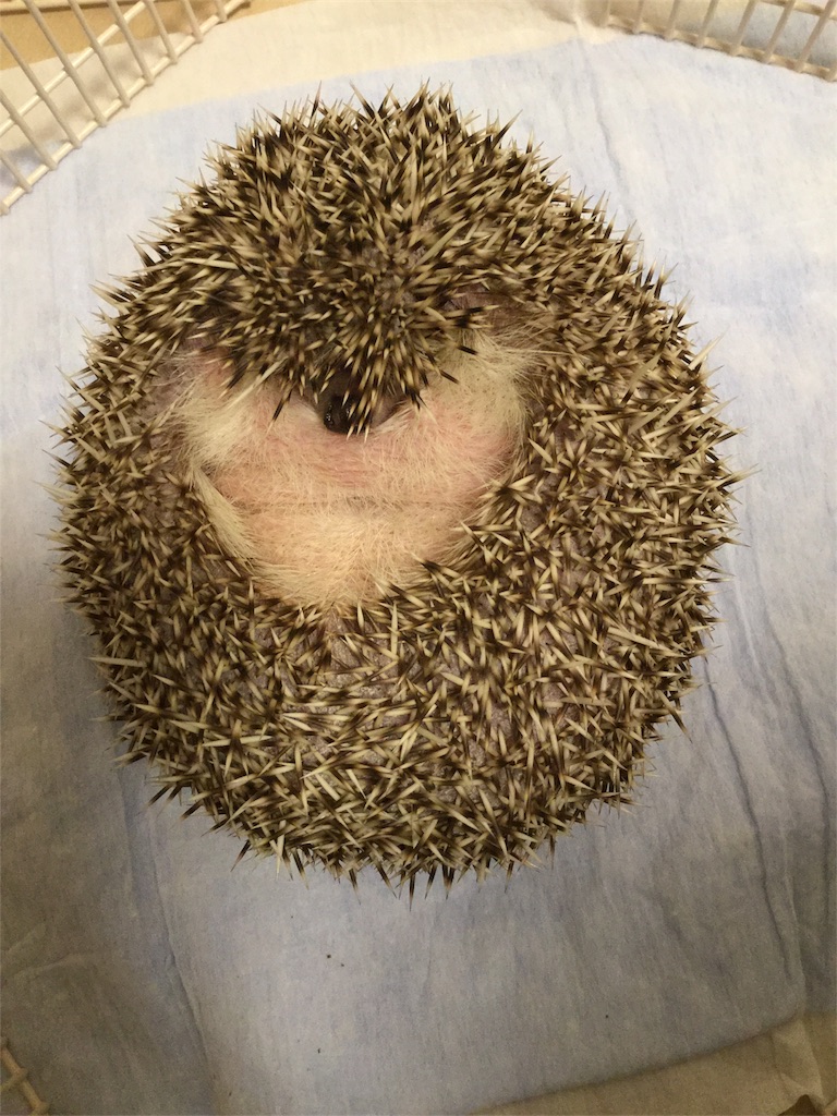 f:id:hedgehog_chacha:20170914122444j:image f:id:hedgehog_chacha:20170914122444j:image