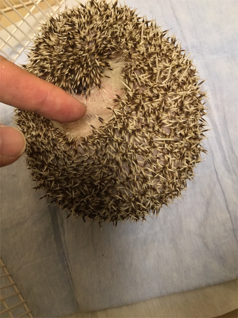 f:id:hedgehog_chacha:20170914122514j:image f:id:hedgehog_chacha:20170914122514j:image