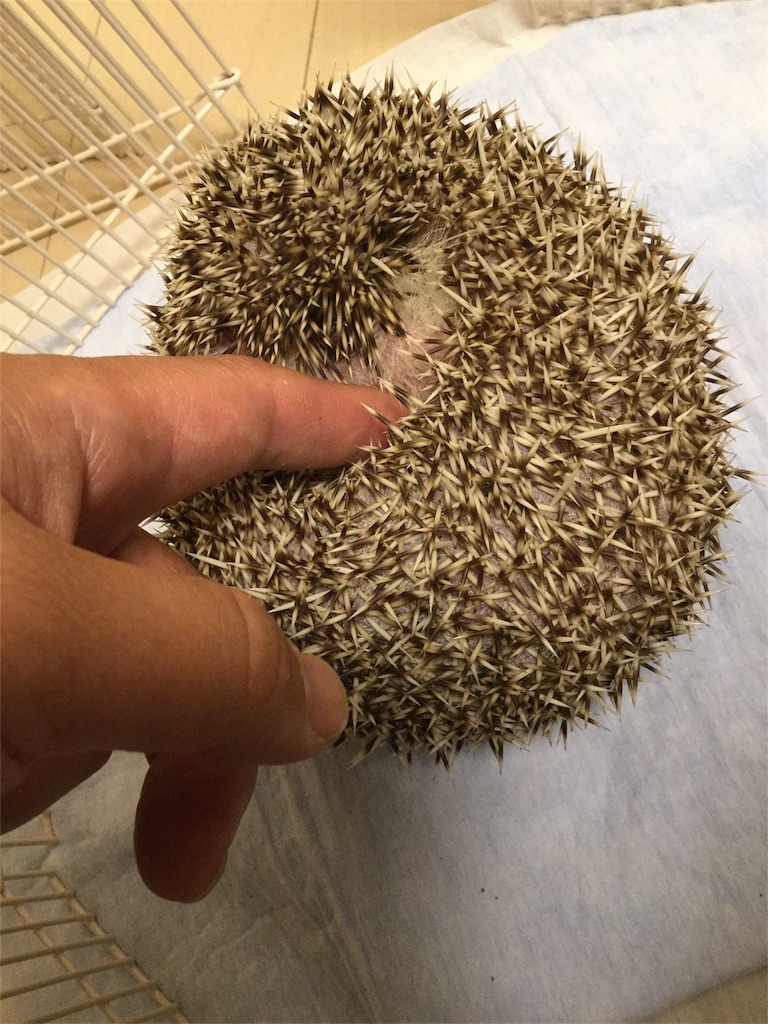 f:id:hedgehog_chacha:20170914123423j:image f:id:hedgehog_chacha:20170914123423j:image