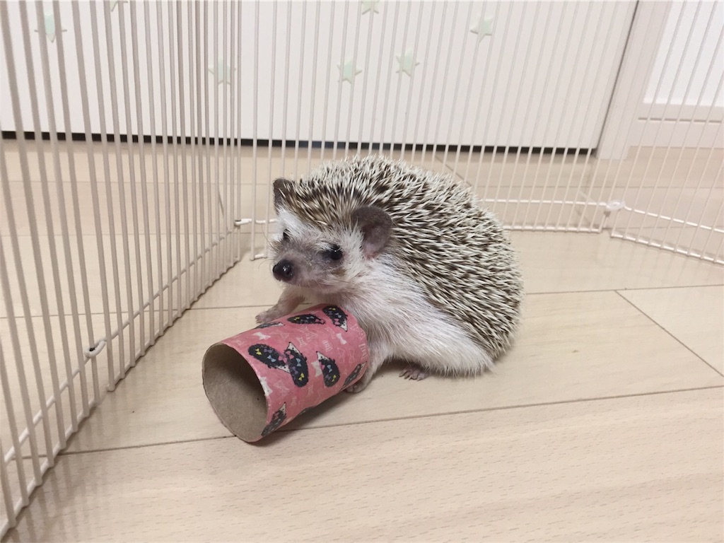 f:id:hedgehog_chacha:20170914123645j:image f:id:hedgehog_chacha:20170914123645j:image