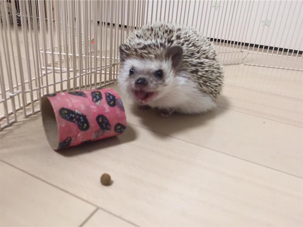f:id:hedgehog_chacha:20170914123730j:image f:id:hedgehog_chacha:20170914123730j:image