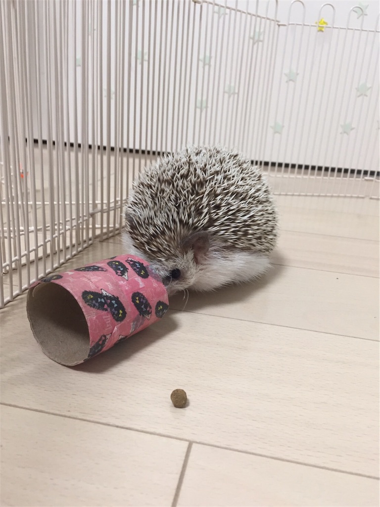 f:id:hedgehog_chacha:20170914123743j:image f:id:hedgehog_chacha:20170914123743j:image