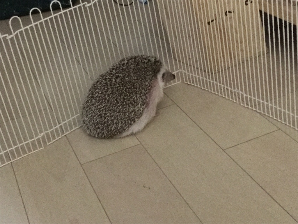 f:id:hedgehog_chacha:20171019143227j:image f:id:hedgehog_chacha:20171019143227j:image