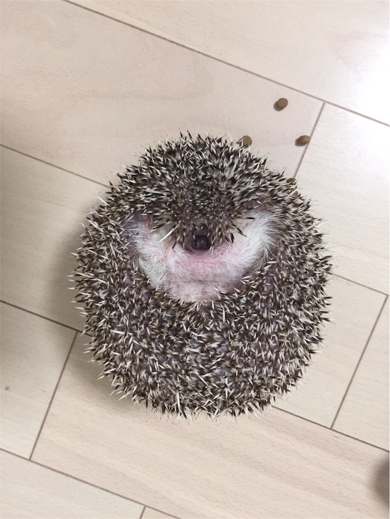 f:id:hedgehog_chacha:20171021223241j:image f:id:hedgehog_chacha:20171021223241j:image