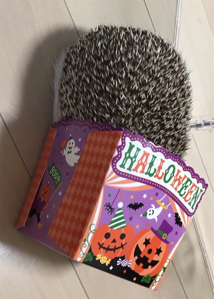 f:id:hedgehog_chacha:20171031202547j:image f:id:hedgehog_chacha:20171031202547j:image