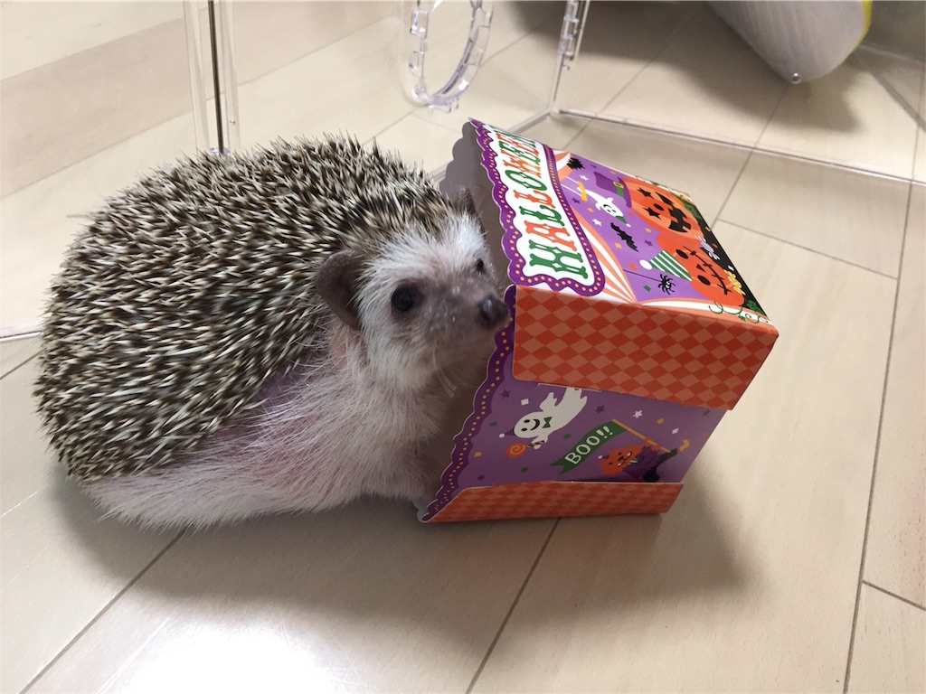 f:id:hedgehog_chacha:20171031202556j:image f:id:hedgehog_chacha:20171031202556j:image