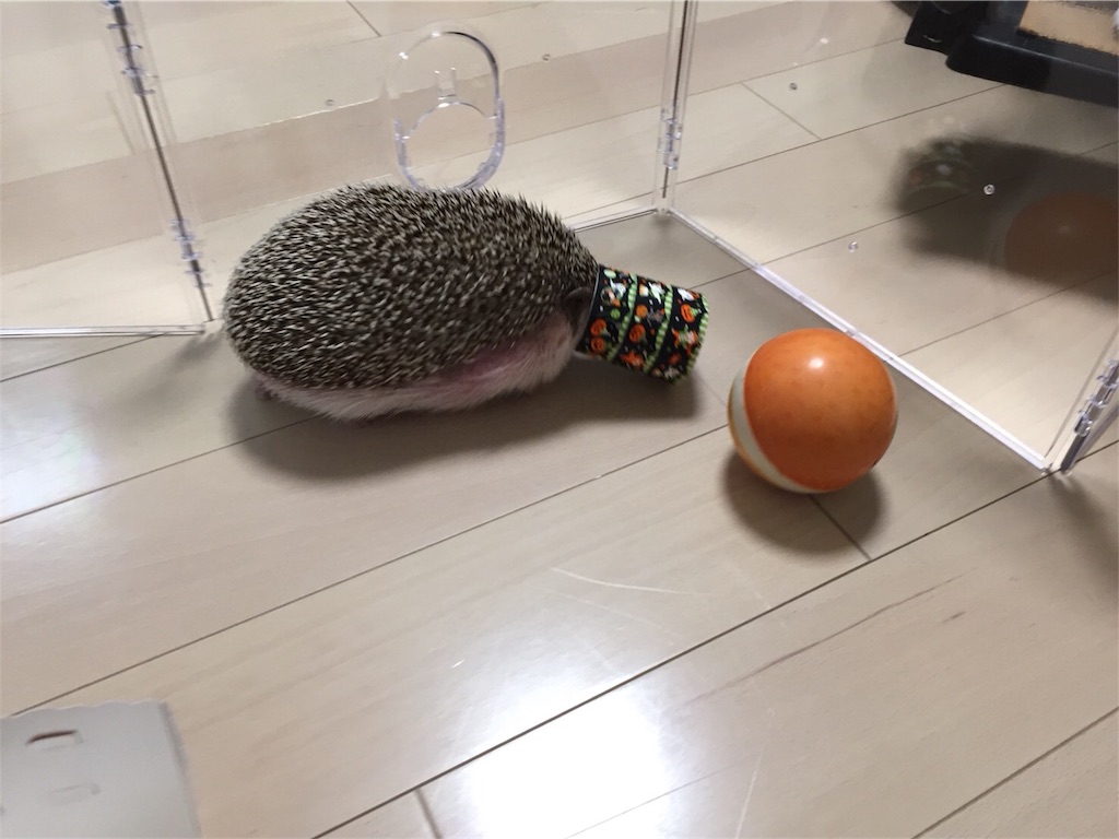 f:id:hedgehog_chacha:20171031203033j:image f:id:hedgehog_chacha:20171031203033j:image