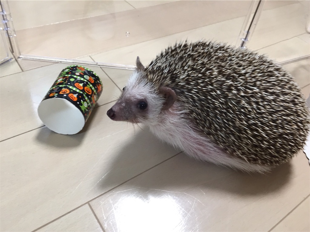 f:id:hedgehog_chacha:20171031203100j:image f:id:hedgehog_chacha:20171031203100j:image