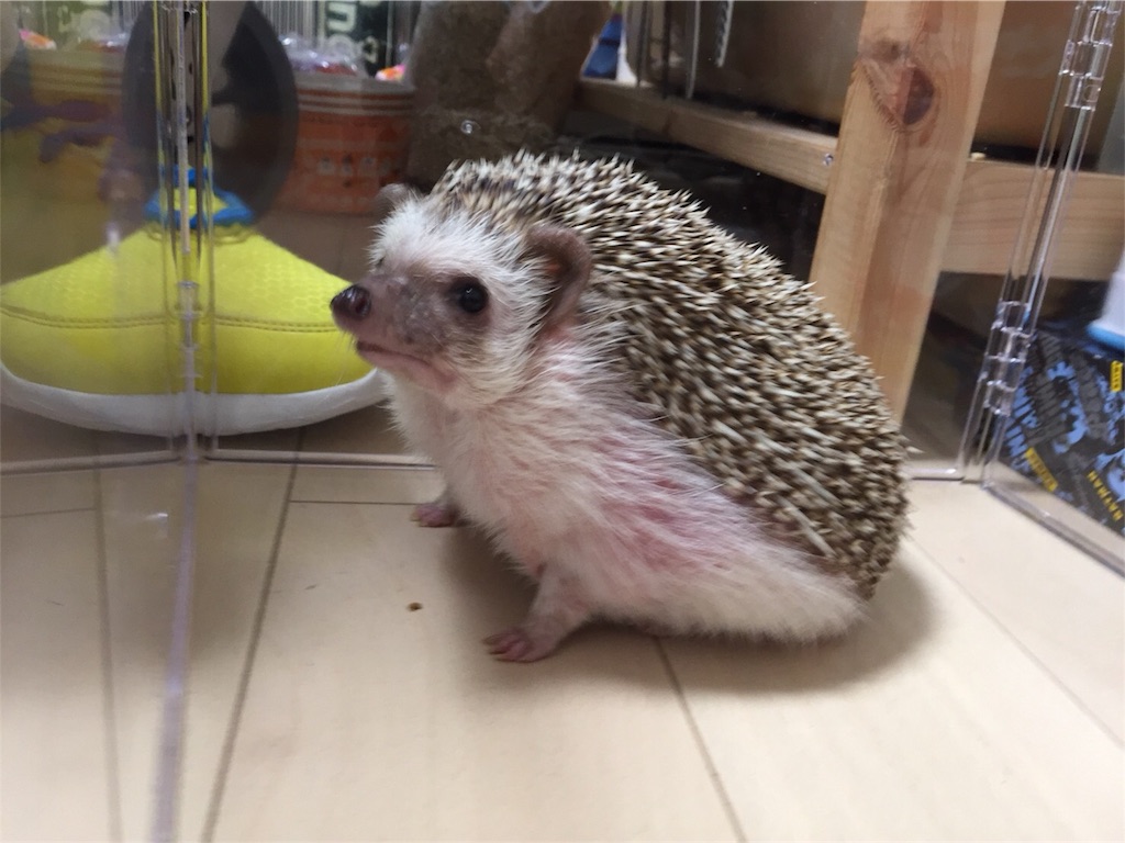 f:id:hedgehog_chacha:20171031203241j:image f:id:hedgehog_chacha:20171031203241j:image