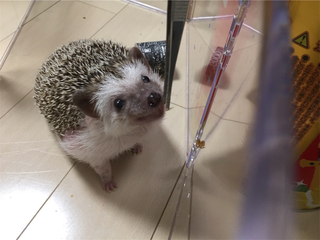 f:id:hedgehog_chacha:20171031203811j:image f:id:hedgehog_chacha:20171031203811j:image